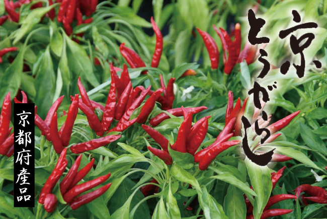 京都の奥座敷と呼ばれ、近くに天橋立を望む与謝野町の雄大な台地で契約栽培した軸付き赤唐辛子です。