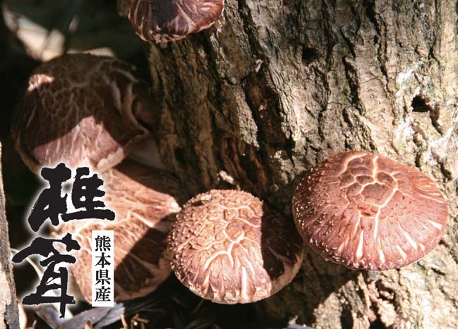 阿蘇山を有する熊本県で栽培された、肉質が厚く歯ごたえがあり、こくのある味わいの椎茸です。未選別品。
